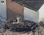 Capi_Dubne_20250824_071003.jpg