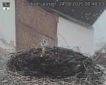 Capi_Dubne_20250824_084003.jpg