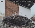Capi_Dubne_20250824_084503.jpg