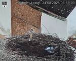 Capi_Dubne_20250824_085003.jpg