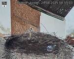 Capi_Dubne_20250824_085503.jpg