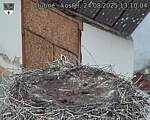 Capi_Dubne_20250824_131004.jpg