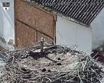 Capi_Dubne_20250824_162003.jpg
