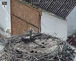 Capi_Dubne_20250824_162503.jpg