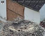 Capi_Dubne_20250824_182503.jpg