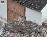 Capi_Dubne_20250825_060002.jpg