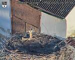 Capi_Dubne_20250825_064504.jpg