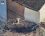Capi_Dubne_20250825_065004.jpg