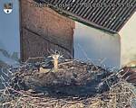 Capi_Dubne_20250825_065504.jpg