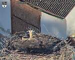 Capi_Dubne_20250825_070504.jpg