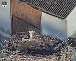 Capi_Dubne_20250825_071004.jpg