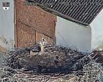 Capi_Dubne_20250825_071504.jpg