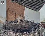 Capi_Dubne_20250825_072004.jpg