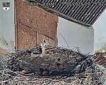 Capi_Dubne_20250825_072502.jpg