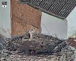 Capi_Dubne_20250825_073503.jpg