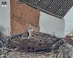 Capi_Dubne_20250825_074003.jpg