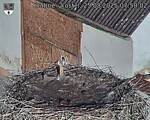 Capi_Dubne_20250825_075002.jpg