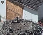 Capi_Dubne_20250825_140504.jpg
