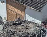 Capi_Dubne_20250825_152504.jpg