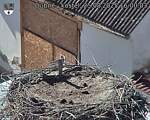 Capi_Dubne_20250825_160003.jpg