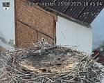 Capi_Dubne_20250825_184504.jpg