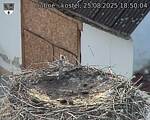 Capi_Dubne_20250825_185004.jpg