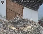 Capi_Dubne_20250825_185502.jpg