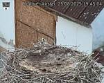 Capi_Dubne_20250825_194504.jpg