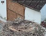 Capi_Dubne_20250825_195003.jpg