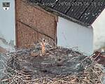 Capi_Dubne_20250826_061002.jpg