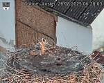 Capi_Dubne_20250826_062003.jpg