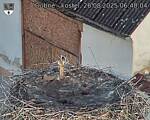 Capi_Dubne_20250826_064004.jpg