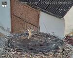 Capi_Dubne_20250826_064503.jpg