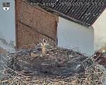 Capi_Dubne_20250826_065503.jpg