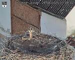 Capi_Dubne_20250826_070002.jpg