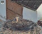 Capi_Dubne_20250826_070504.jpg