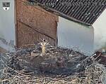 Capi_Dubne_20250826_071004.jpg