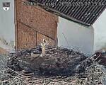 Capi_Dubne_20250826_071504.jpg