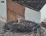 Capi_Dubne_20250826_072004.jpg