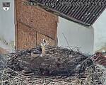 Capi_Dubne_20250826_072503.jpg