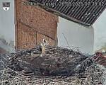 Capi_Dubne_20250826_073002.jpg