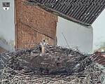 Capi_Dubne_20250826_073504.jpg