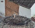 Capi_Dubne_20250826_074004.jpg
