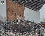 Capi_Dubne_20250826_074504.jpg