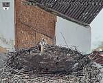 Capi_Dubne_20250826_075004.jpg