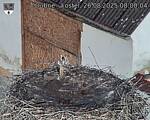 Capi_Dubne_20250826_080004.jpg