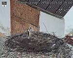 Capi_Dubne_20250826_081004.jpg