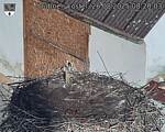 Capi_Dubne_20250826_082003.jpg
