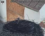 Capi_Dubne_20250826_083502.jpg