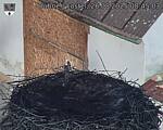 Capi_Dubne_20250826_084503.jpg